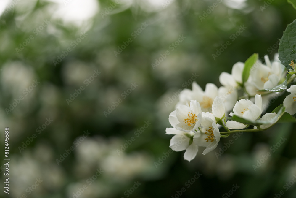 blooming jasmine flowers closeup on a summer day after the rain blooming jasmine flowers closeup on a summer day after the rain