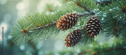 Copy space image of a dew covered pine tree branch with pine cones creating an abstract natural background with a limited depth of field Perfect for adding text