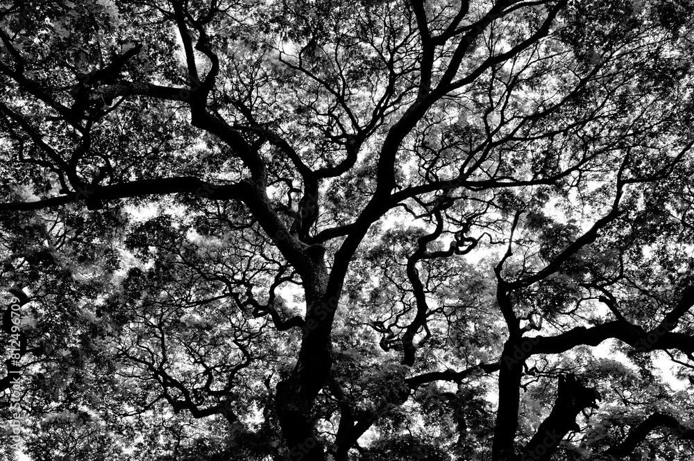 Tree silhouette, Veermata Jijabai Bhosale Udyan, Byculla Zoo, Mumbai, Maharashtra, India, Asia Tree silhouette, Veermata Jijabai Bhosale Udyan, Byculla Zoo, Mumbai, Maharashtra, India, Asia