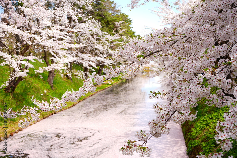 Pink Sakura or Cherry Blossom Tunnel and Moat of Hirosaki Castle in Aomori, Japan - 日本 青森 弘前城 外濠 桜のトンネル Pink Sakura or Cherry Blossom Tunnel and Moat of Hirosaki Castle in Aomori, Japan - 日本 青森 弘前城 外濠 桜のトンネル