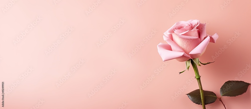 Copy space image of a pink rose on a pink background symbolizing love for occasions like Happy Women s Day Mother s Day Valentine s Day and birthday greeting cards Copy space image of a pink rose on a pink background symbolizing love for occasions like Happy Women s Day Mother s Day Valentine s Day and birthday greeting cards
