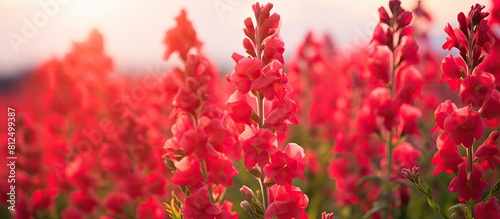 Copy space image of a vibrant field filled with red snapdragon flowers
