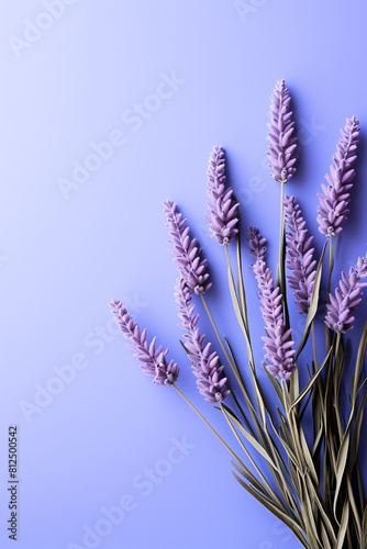 Lavender sprigs on bright background with copyspace