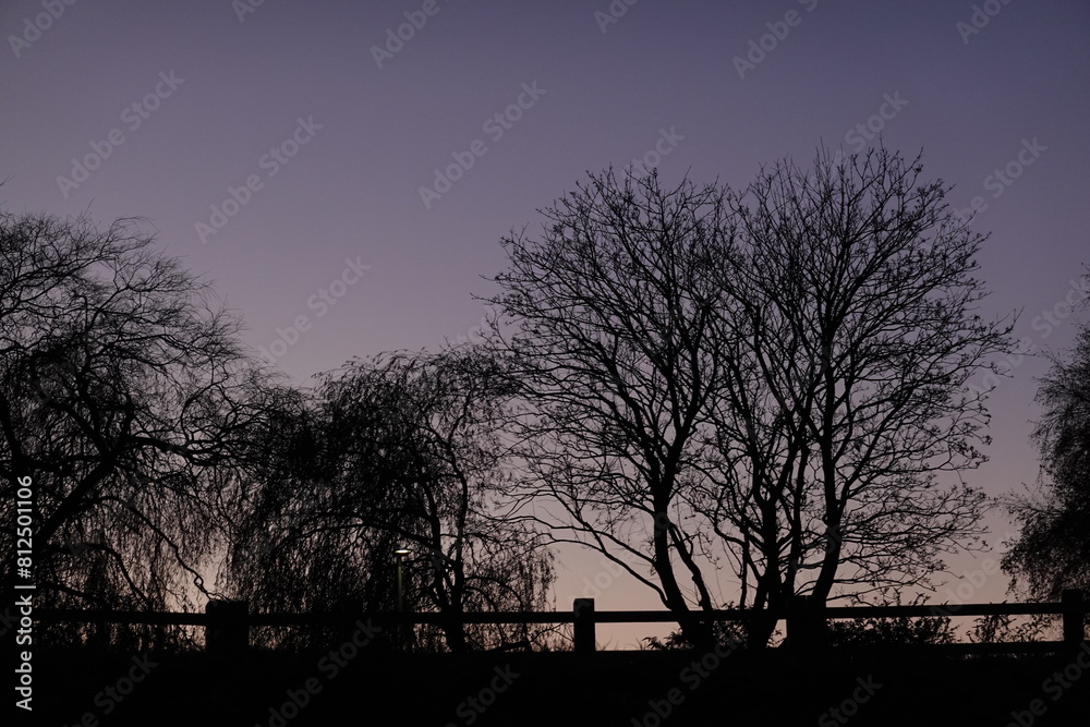 Lonely tree in the Sunset Sky