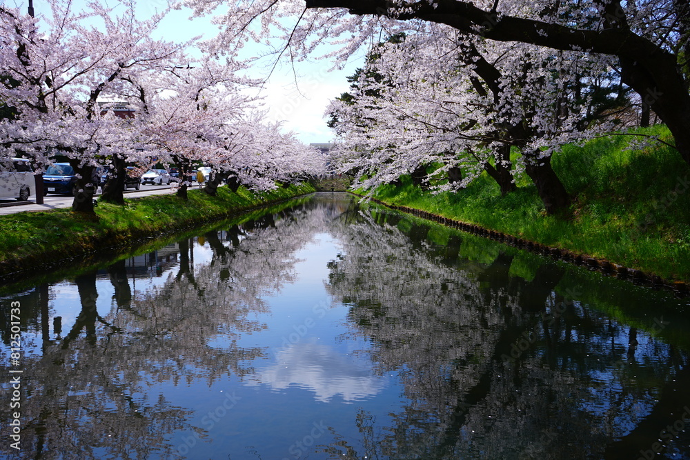 Pink Sakura or Cherry Blossom Tunnel and Moat of Hirosaki Castle in Aomori, Japan - 日本 青森 弘前城 外濠 桜のトンネル Pink Sakura or Cherry Blossom Tunnel and Moat of Hirosaki Castle in Aomori, Japan - 日本 青森 弘前城 外濠 桜のトンネル