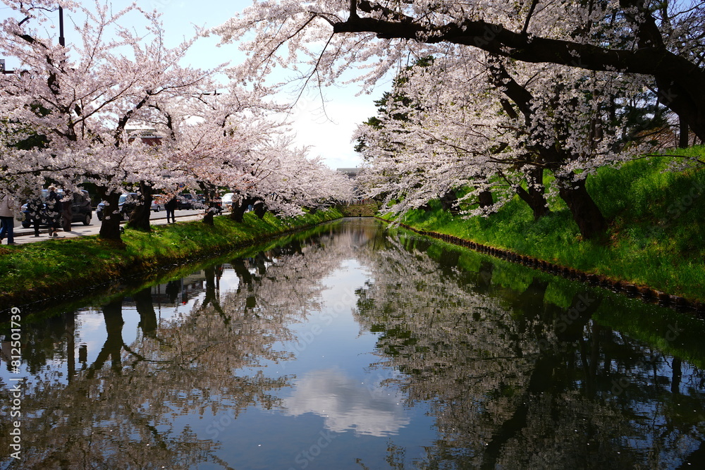 Pink Sakura or Cherry Blossom Tunnel and Moat of Hirosaki Castle in Aomori, Japan - 日本 青森 弘前城 外濠 桜のトンネル Pink Sakura or Cherry Blossom Tunnel and Moat of Hirosaki Castle in Aomori, Japan - 日本 青森 弘前城 外濠 桜のトンネル
