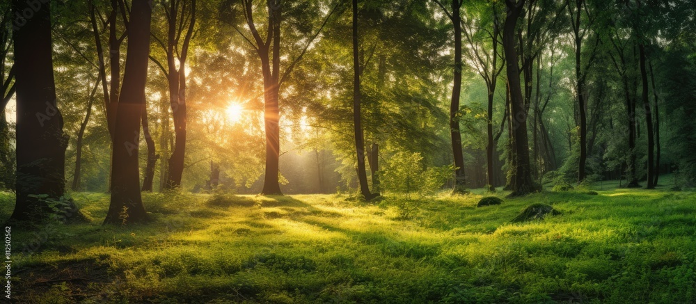 A natural and vibrant forest with trees creating a lush greenwood scenery illuminated by the warm sunlight in the background providing a perfect copy space image A natural and vibrant forest with trees creating a lush greenwood scenery illuminated by the warm sunlight in the background providing a perfect copy space image