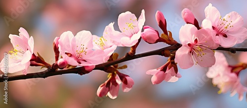 A photo of pink almond flowers blooming in a bunch on a tree with a blurred background providing ample copy space image