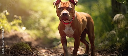 A red American Pit Bull Terrier is seen walking outdoors during the summer The image has copy space photo