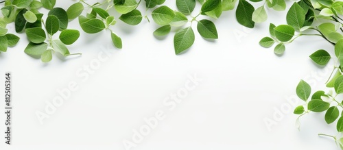A frame of green leaves scattered on a white background creates a universal floral layout offering a place for text such as a copy space image
