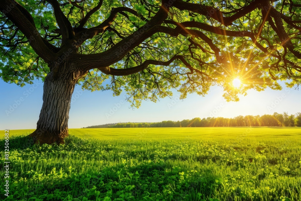 Illustrate a serene landscape background, reminiscent of popular stock photo settings like a tranquil meadow at dawn Illustrate a serene landscape background, reminiscent of popular stock photo settings like a tranquil meadow at dawn