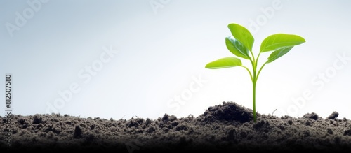 A young plant stands alone on a white background symbolizing the concepts of growth ecology and hope in this copy space image photo