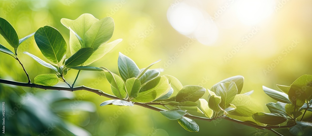 A stunning close up view of green leaves with sunlight shining through creating a beautiful natural backdrop in a public park garden This fresh wallpaper concept features a blurred and bokeh copy spa A stunning close up view of green leaves with sunlight shining through creating a beautiful natural backdrop in a public park garden This fresh wallpaper concept features a blurred and bokeh copy spa