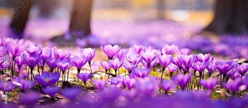 Jeffersonia a stunning spring garden with beautiful purple flowers adds color and charm to the scenery. Creative banner. Copyspace image photo