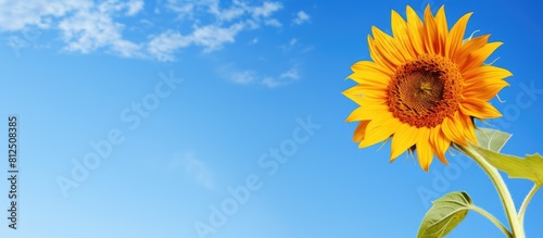 A stunning sunflower stands against a vibrant blue sky in this captivating copy space image
