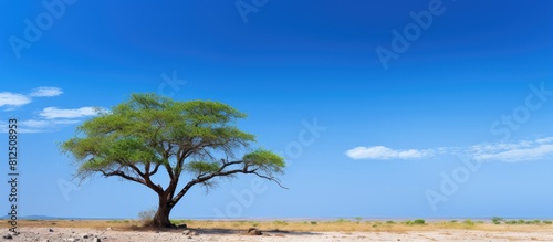 A tamarind tree stands beneath a cloudless blue sky offering a serene backdrop for a copy space image photo