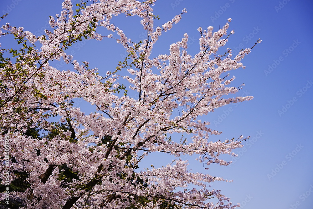 Pink Sakura or Cherry Blossom Tunnel and Moat of Hirosaki Castle in Aomori, Japan - 日本 青森 弘前城 外濠 桜のトンネル Pink Sakura or Cherry Blossom Tunnel and Moat of Hirosaki Castle in Aomori, Japan - 日本 青森 弘前城 外濠 桜のトンネル