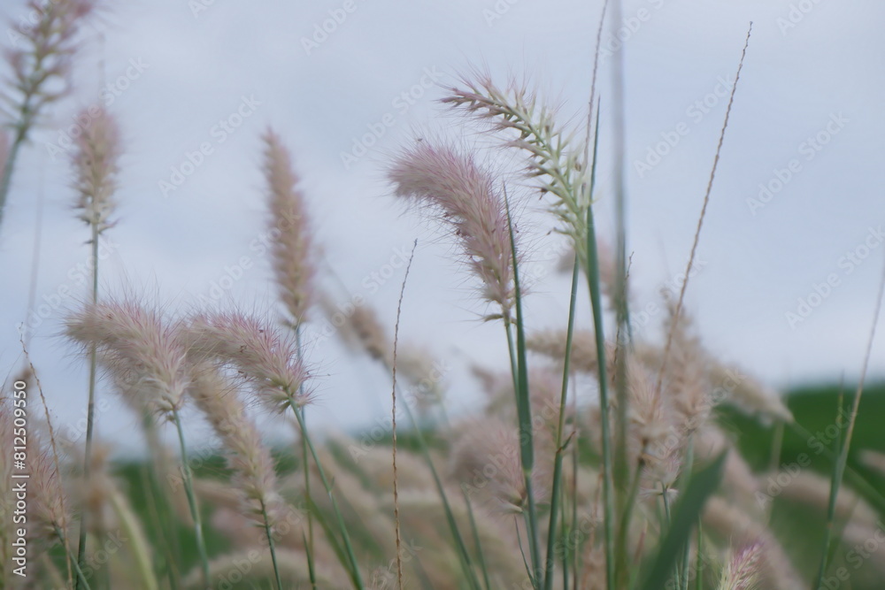 View of fountain grass with the cloudy sky behind View of fountain grass with the cloudy sky behind