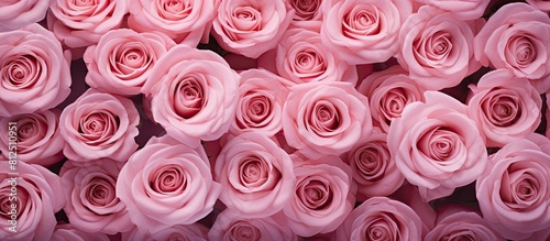 Top view of pink roses arranged in a flat lay style with ample copy space for additional content