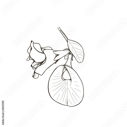 butterfly pea flower hand drawn outline on a white background, Clitoria ternatea