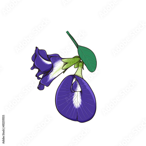 Butterfly pea flower, Clitoria ternatea flower colored hand drawn, Blue flower, Purple flower