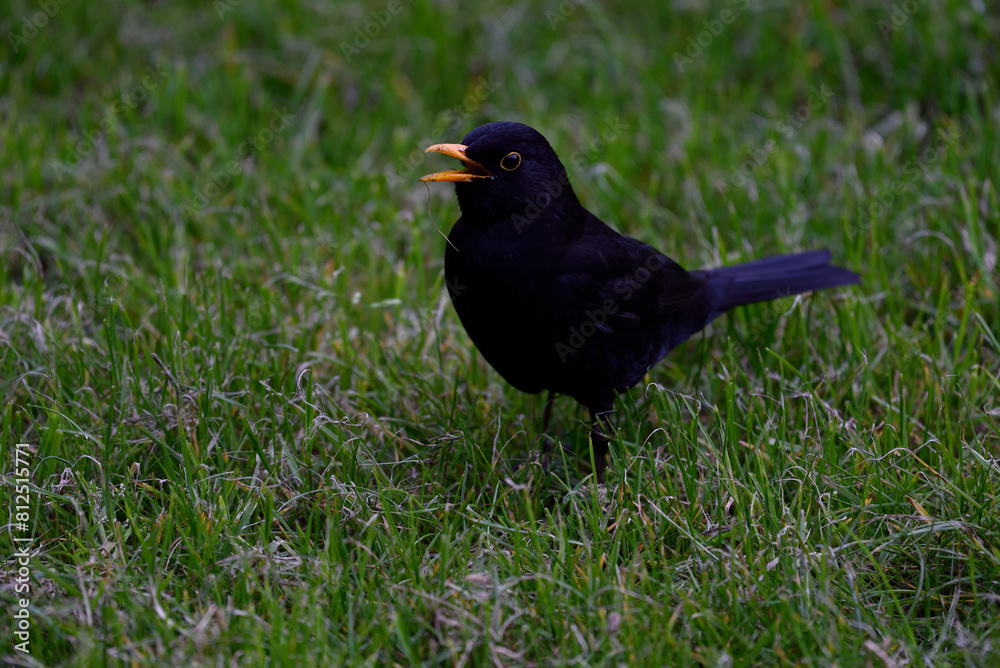 Amsel Amsel