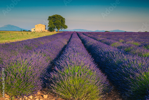 Lonely farm house on the lavender field in Provence, France