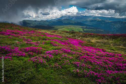 Rhododendron fields on the slope at rainy day, Romania