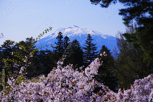 Mount Iwaki and Pink Sakura or Cherry Blossom in Aomori, Japan - 日本 青森 弘前城 桜の花 岩木山 photo