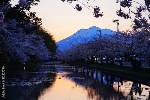 Pink Sakura or Cherry Blossom Tunnel with Mount Iwaki and Moat of Hirosaki Castle at Sunset in Aomori, Japan - 日本 青森 弘前城 外濠 桜のトンネル 岩木山 夕日 photo