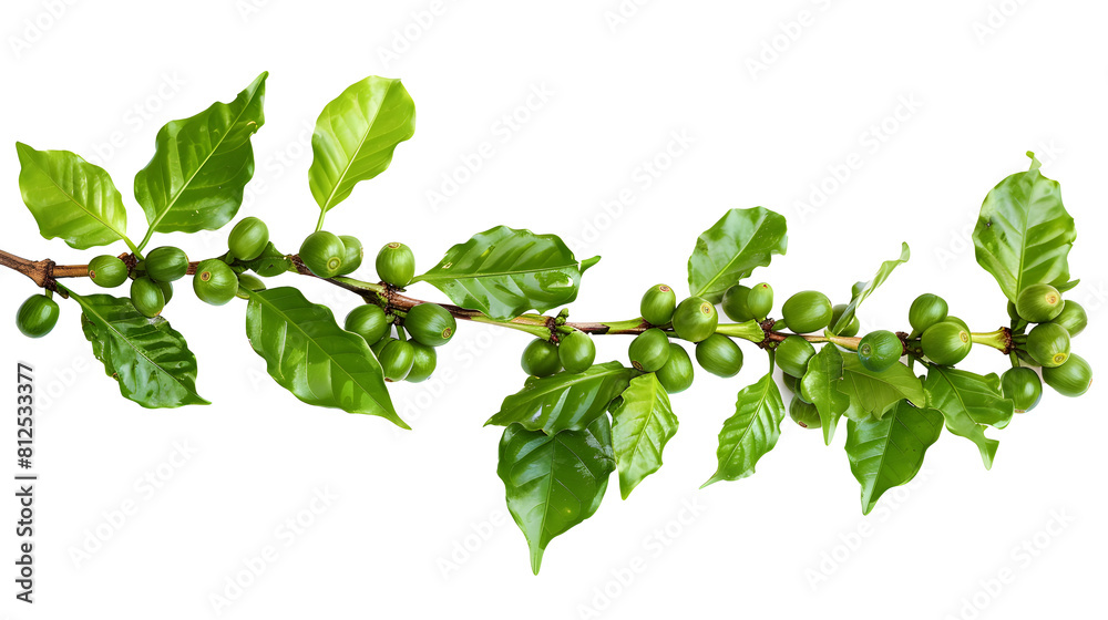 Coffee tree branch with green leaves 