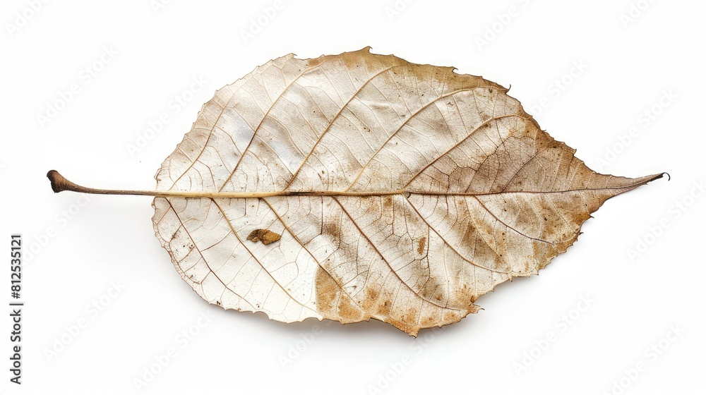 Dry white leaf isolated on a white background brown leaf color Dry white leaf isolated on a white background brown leaf color