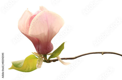 Magnolia flower isolated from background. Light pink magnolia flower