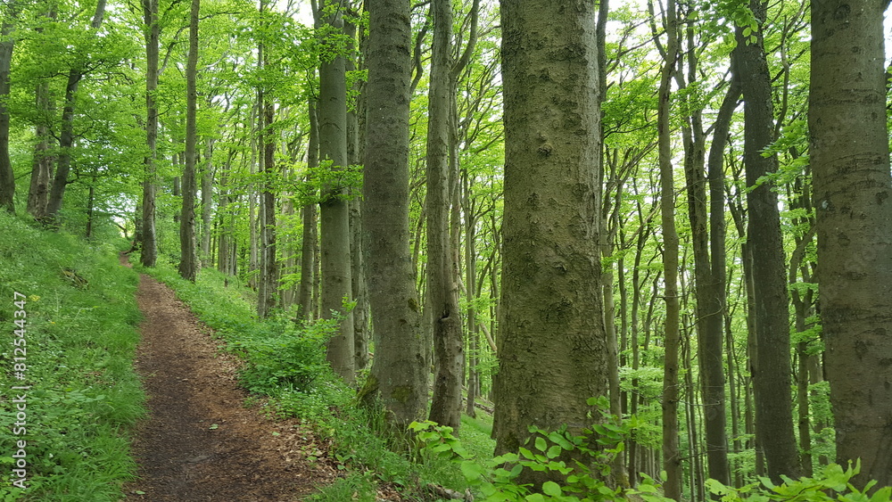 Idyllic hiking trail in a forest on a slope between large old beech trees. Spring summer atmosphere. Nodbody ist there. It is silent and beautyful. Idyllic hiking trail in a forest on a slope between large old beech trees. Spring summer atmosphere. Nodbody ist there. It is silent and beautyful.