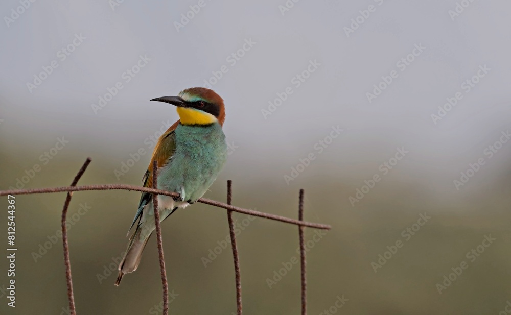 Obraz premium European bee-eater (Merops apiaster), Greece