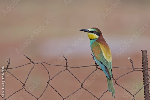 European bee-eater (Merops apiaster), Greece