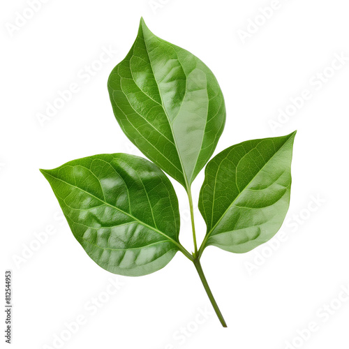 Green single leaves isolated on white background
