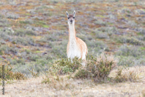 Nice view of the beautiful, wild Guanaco on Patagonian soil. photo