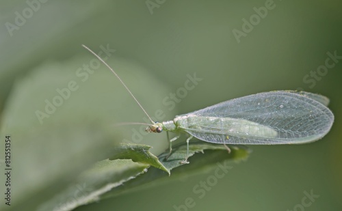 Chrysopa is a genus of green lacewings in the neuropteran family Chrysopidae, Crete