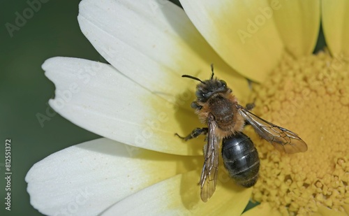 Andrena is a genus of bees in the family Andrenidae, with over 1,500 species, Crete