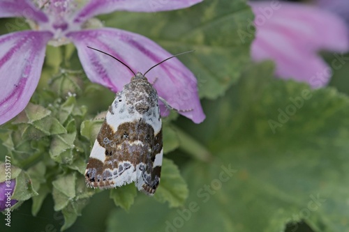 Acontia lucida, the pale shoulder, is a moth of the family Noctuidae, Crete
