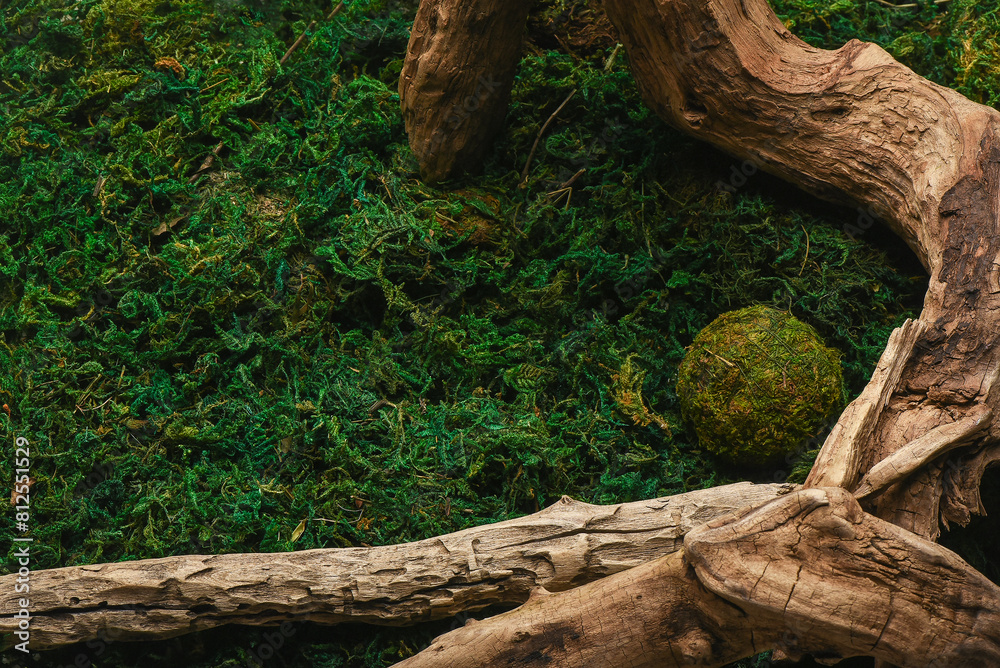 Natural top view mossy background. Dried wooden branch snag on the green moss background with copy space. Natural top view mossy background. Dried wooden branch snag on the green moss background with copy space.