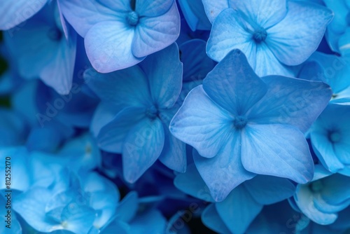 Detailed macro shot of lush blue hydrangea flowers showcasing delicate petals © anatolir