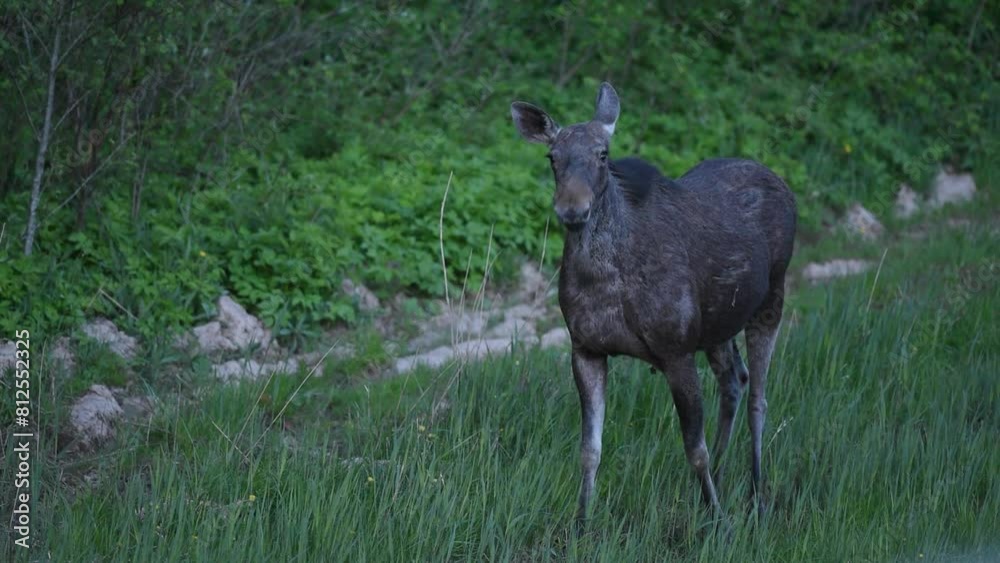 a moose walks along the edge of a forest in Belarus a moose walks along the edge of a forest in Belarus