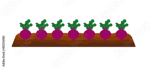 Vegetables growing in ground. Beets in bed underground. Collecting vegetables, picking beet harvest, beetroots. Cultivating food crops, plants. Flat vector illustration isolated on white background