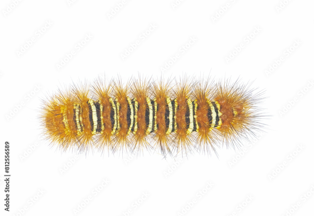 Spiny orange with yellow stripe Echo Moth Caterpillar - seirarctia echo - found in North America, in Georgia, Florida, Alabama and Mississippi isolated on white background top dorsal view