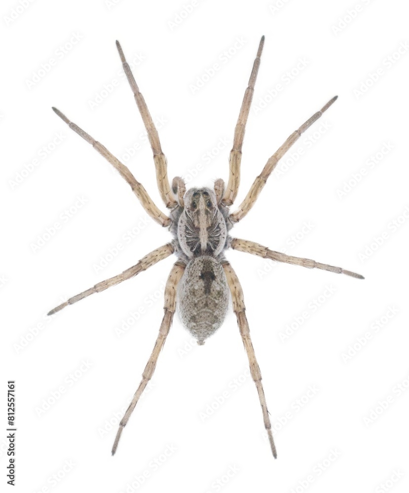 Large female wolf spider - Hogna lenta - facing camera, extreme detail throughout, view of pattern, hairs eyes, abdomen. isolated cutout on white background, top dorsal view Large female wolf spider - Hogna lenta - facing camera, extreme detail throughout, view of pattern, hairs eyes, abdomen. isolated cutout on white background, top dorsal view