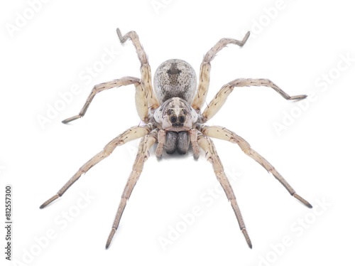 Large female wolf spider - Hogna lenta - facing camera, extreme detail throughout, view of pattern, hairs eyes, abdomen. isolated cutout on white background, top front profile view