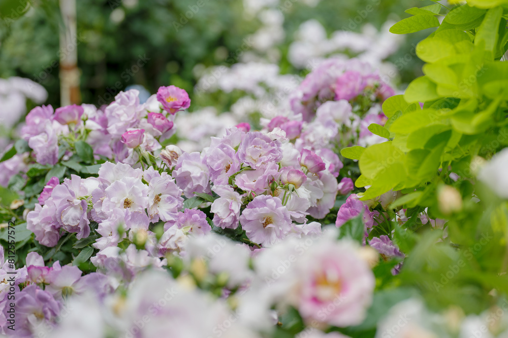 新緑と色鮮やかな薔薇の花 新緑と色鮮やかな薔薇の花
