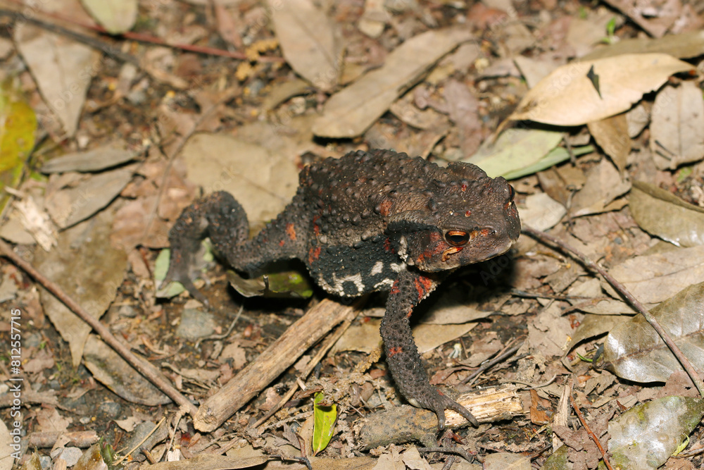 Naklejka premium 森の中、夕刻の枯葉上を移動するニホンヒキガエル（雌・自然光＋ストロボ、マクロ接写撮影）